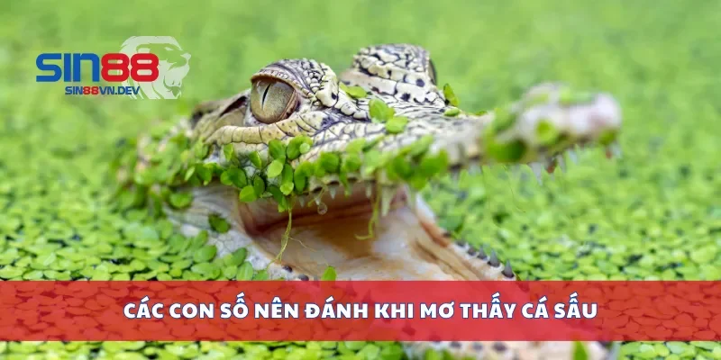 Các con số nên đánh khi mơ thấy cá sấu