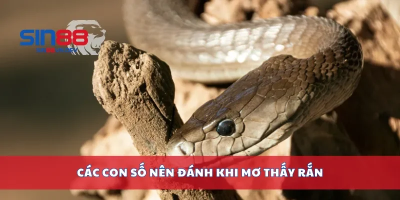 Các con số nên đánh khi mơ thấy rắn