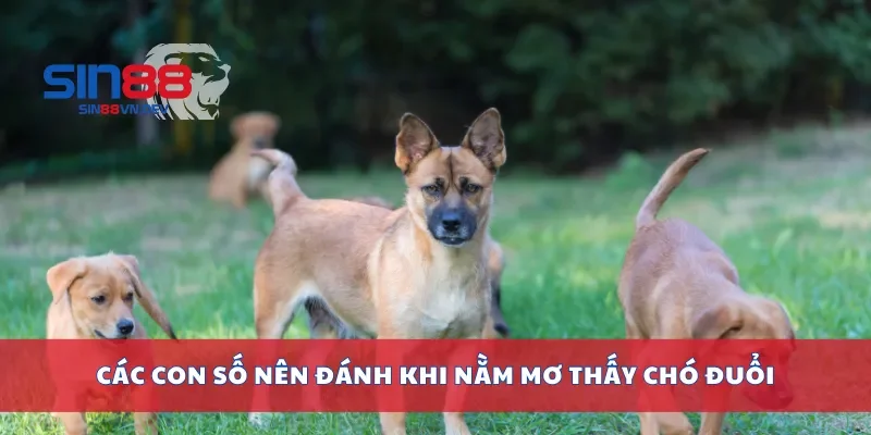 Các con số nên đánh khi nằm mơ thấy chó đuổi