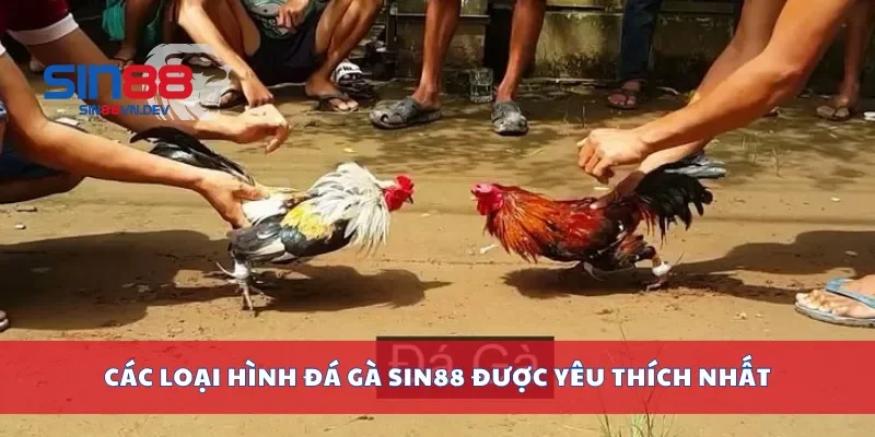 Các loại hình đá gà Sin88 được yêu thích nhất