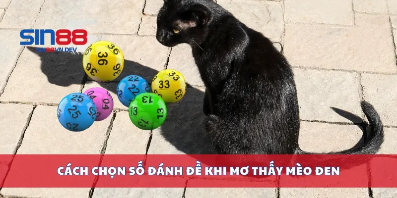 Cách chọn số đánh đề khi mơ thấy mèo đen