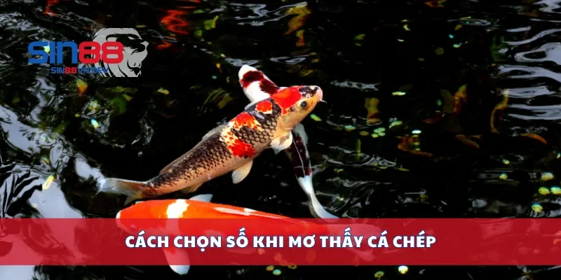Cách chọn số khi mơ thấy cá chép