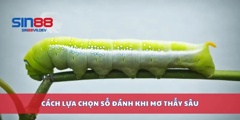 Cách lựa chọn số đánh khi mơ thấy sâu