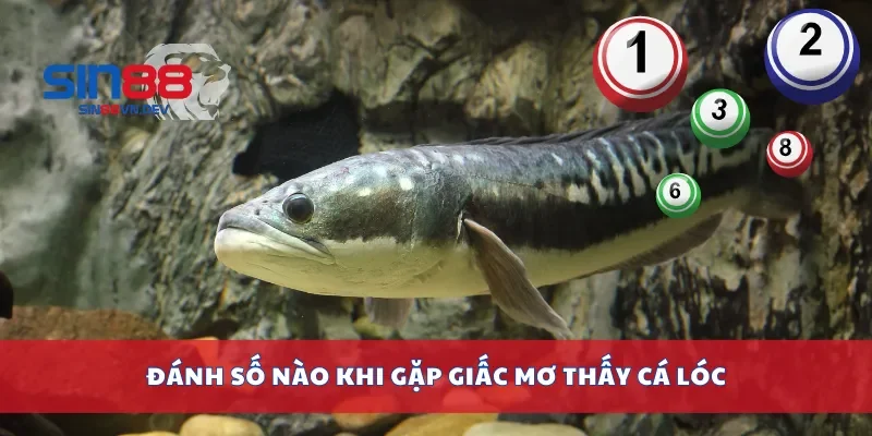 Đánh số nào khi gặp giấc mơ thấy cá lóc