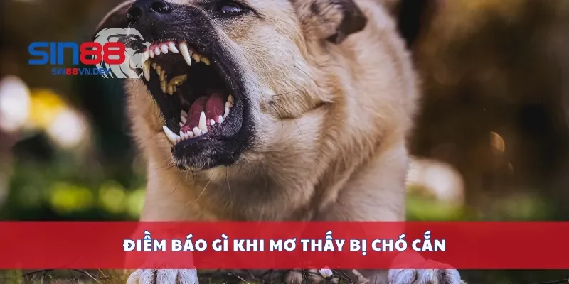 Điềm báo gì khi mơ thấy bị chó cắn