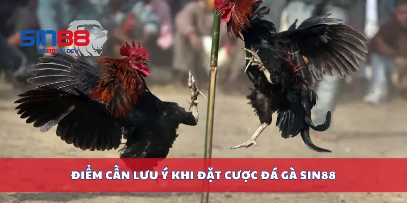 Điểm cần lưu ý khi đặt cược đá gà Sin88
