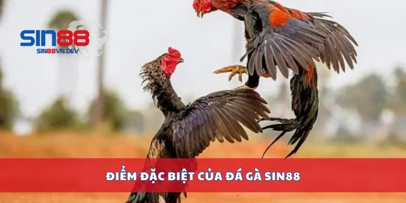 Điểm đặc biệt của đá gà Sin88