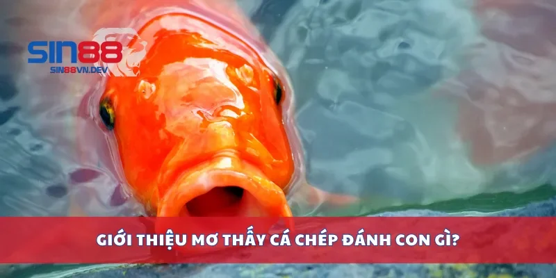 Giới thiệu mơ thấy cá chép đánh con gì?