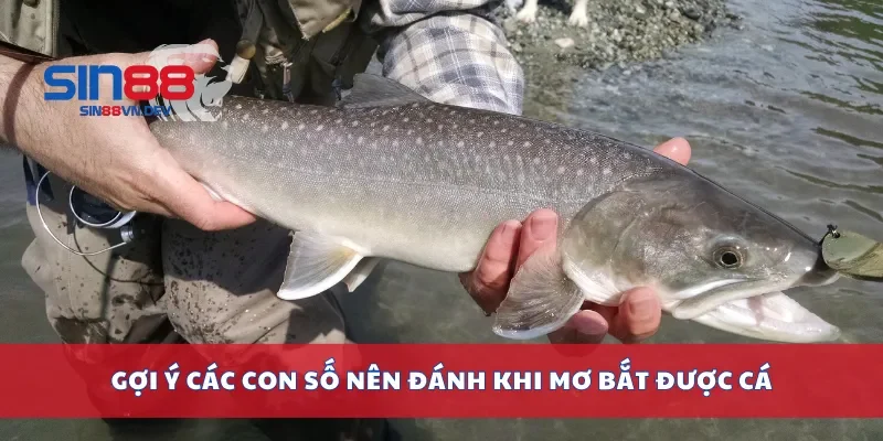 Gợi ý các con số nên đánh khi mơ bắt được cá