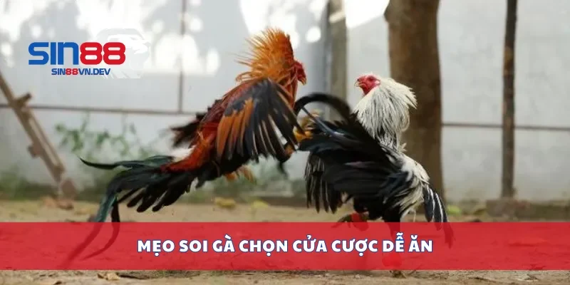 Mẹo soi gà chọn cửa cược dễ ăn