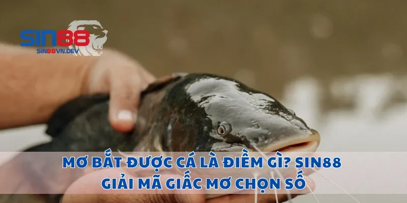 Mơ Bắt Được Cá Là Điềm Gì? Sin88 Giải Mã Giấc Mơ Chọn Số