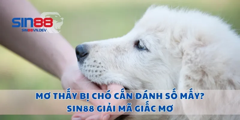 Mơ Thấy Bị Chó Cắn Đánh Số Mấy? Sin88 Giải Mã Giấc Mơ