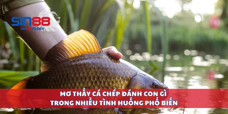 Mơ thấy cá chép đánh con gì trong nhiều tình huống phổ biến