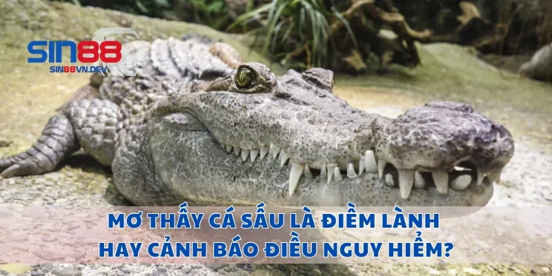 Mơ Thấy Cá Sấu Là Điềm Lành Hay Cảnh Báo Điều Nguy Hiểm?