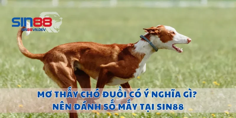 Mơ Thấy Chó Đuổi Có Ý Nghĩa Gì? Nên Đánh Số Mấy Tại Sin88