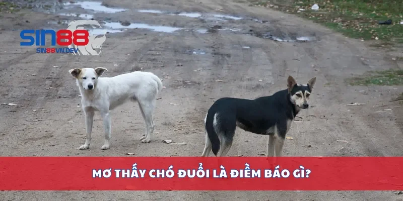 Mơ thấy chó đuổi là điềm báo gì?