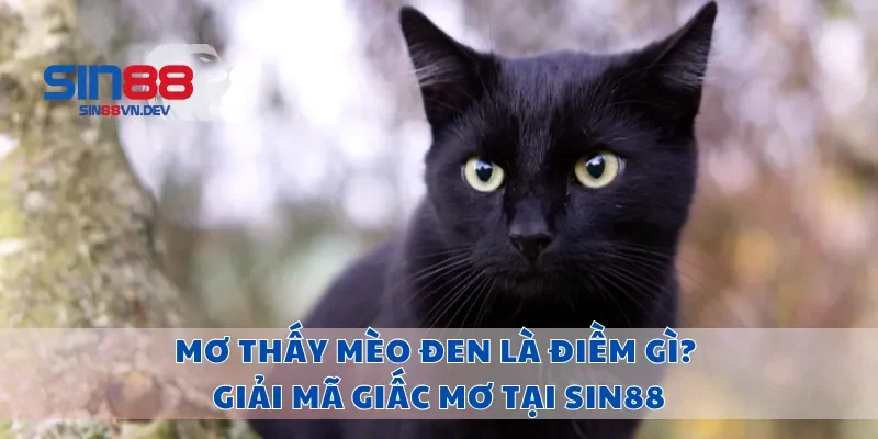 Mơ Thấy Mèo Đen Là Điềm Gì? Giải Mã Giấc Mơ Tại Sin88
