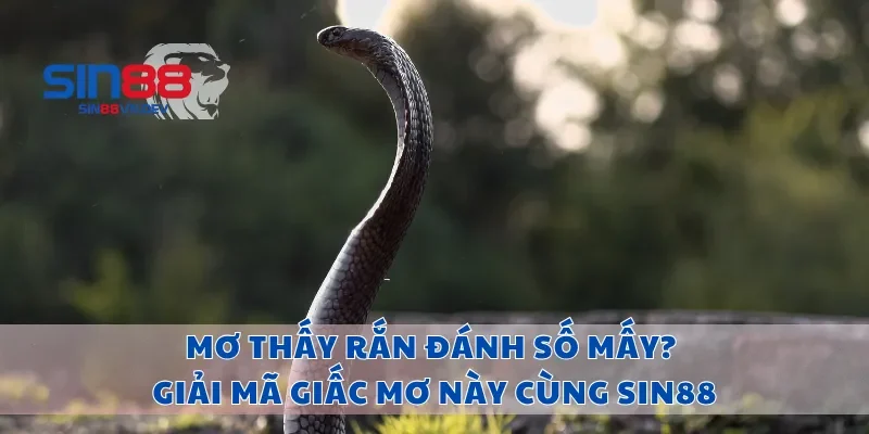Mơ Thấy Rắn Đánh Số Mấy? Giải Mã Giấc Mơ Này Cùng Sin88