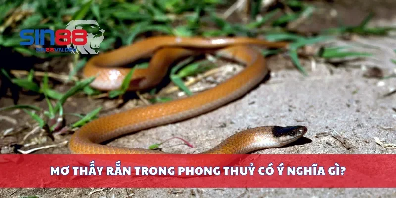 Mơ thấy rắn trong phong thuỷ có ý nghĩa gì?