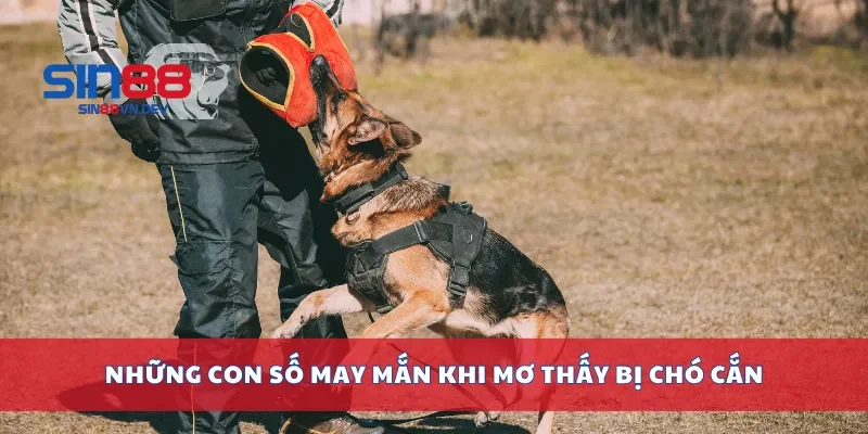 Những con số may mắn khi mơ thấy bị chó cắn