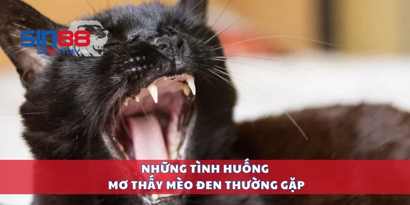 Những tình huống mơ thấy mèo đen thường gặp