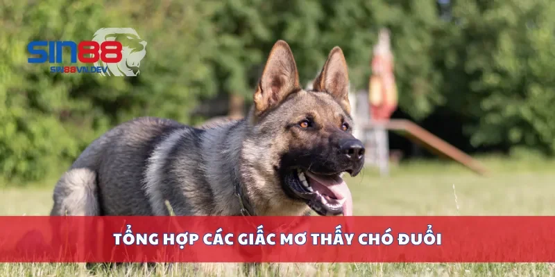 Tổng hợp các giấc mơ thấy chó đuổi