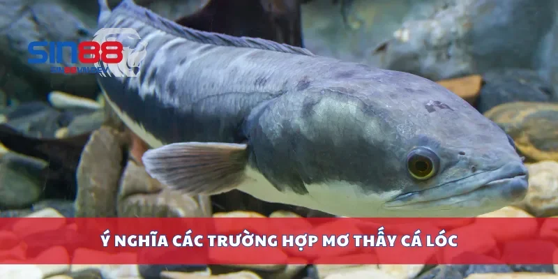 Ý nghĩa các trường hợp mơ thấy cá lóc