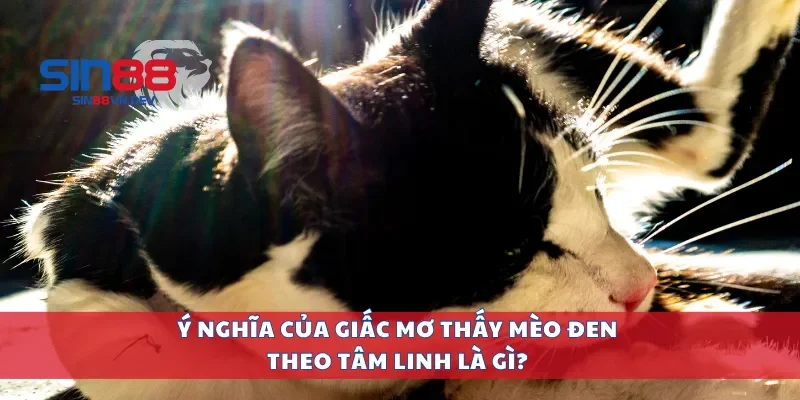 Ý nghĩa của giấc mơ thấy mèo đen theo tâm linh là gì?
