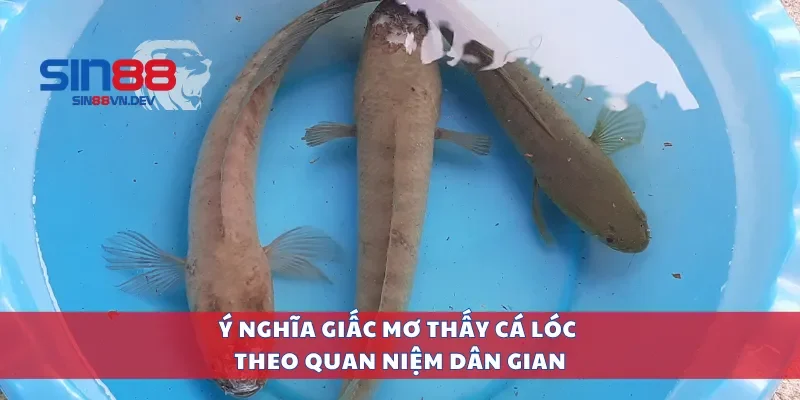 Ý nghĩa giấc mơ thấy cá lóc theo quan niệm dân gian