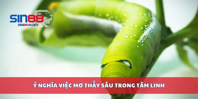 Ý nghĩa việc mơ thấy sâu trong tâm linh